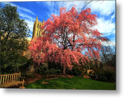 Tranquility Metal Print featuring the photograph National Cathedral Blossoms by L. Toshio Kishiyama