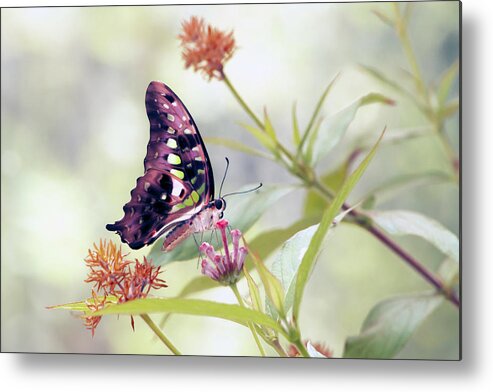 Butterfly Metal Print featuring the photograph Natural Art by Edward Kreis