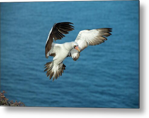 Animals Metal Print featuring the photograph Nazca Booby Landing At Gardner Inlet by Tui De Roy