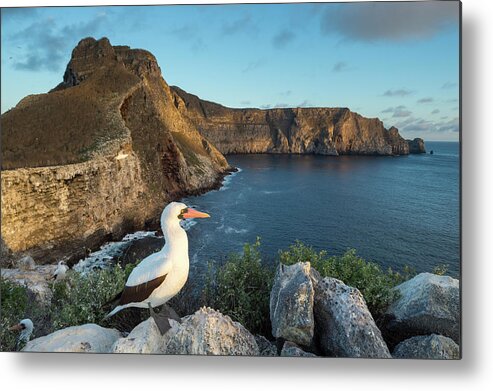Animals Metal Print featuring the photograph Nazca Booby On Wolf Island by Tui De Roy