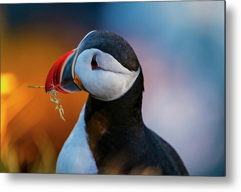 Nesting Material Metal Print featuring the photograph Nesting Material by Michael Blanchette Photography