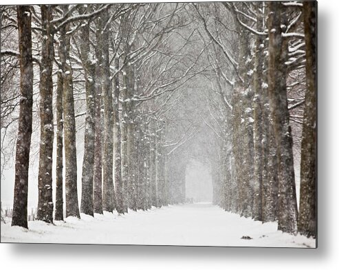 North Holland Metal Print featuring the photograph Netherlands, Beech Trees In Snow Storm by Frans Lemmens