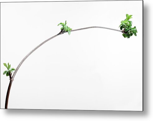 Curve Metal Print featuring the photograph New Growth On Curved Branch by Richard Clark