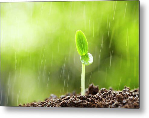 Bud Metal Print featuring the photograph New Life In Rain by Bo1982