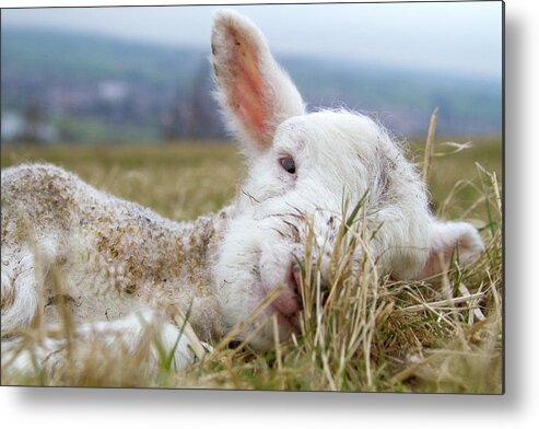 Grass Family Metal Print featuring the photograph Newborn Lamb by Tj Blackwell