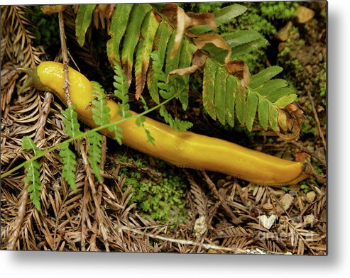 Slug Metal Print featuring the photograph Northern California Forest Floor Resident by Natural Focal Point Photography