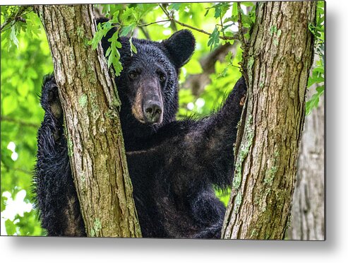 American Black Bear Metal Print featuring the photograph Not All Bears Are Created Equal by Marcy Wielfaert