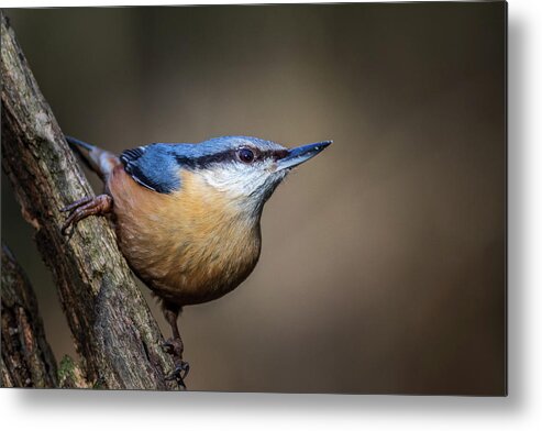 Bird's Metal Print featuring the photograph Nuthatch 01 by Chris Smith