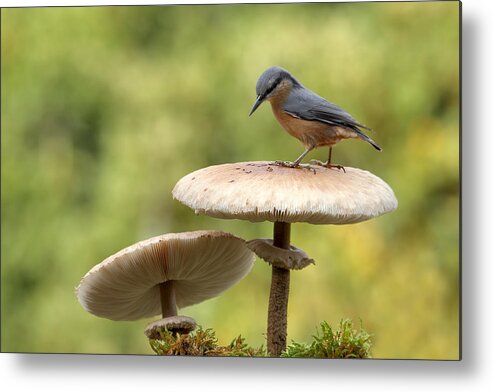 Wildlife Metal Print featuring the photograph Nuthatch In Autumn by Nicols Merino