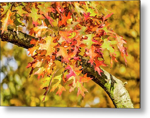 Autumn Metal Print featuring the photograph Oak Leaves Color Explosion by Frans Blok