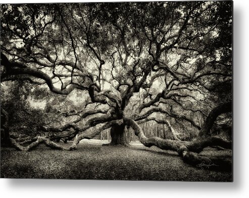 Live Oak Metal Print featuring the photograph Oak of the Angels - Sepia by Renee Sullivan