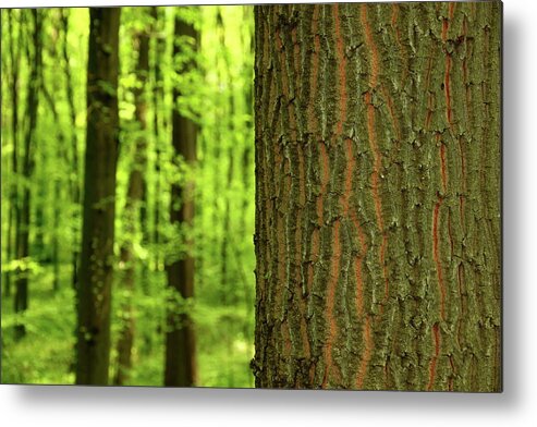 Scenics Metal Print featuring the photograph Oak Tree Trunk Bark Foreground With by Bgfoto