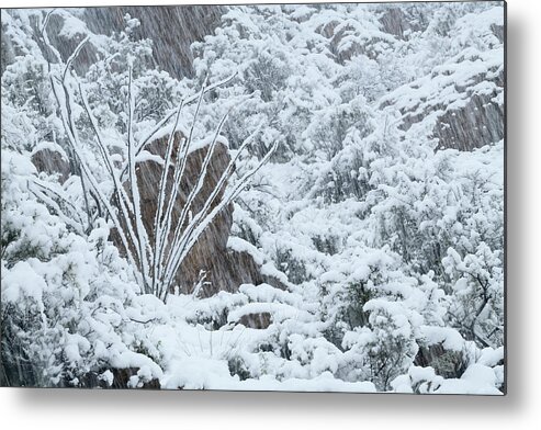 Landscape Metal Print featuring the photograph Ocotillo in Snowstorm by James Covello