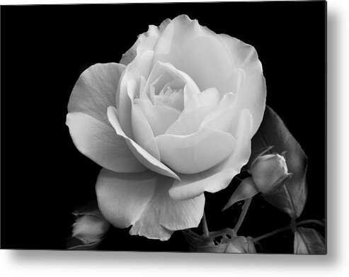 Rose Metal Print featuring the photograph October Rose by Terence Davis