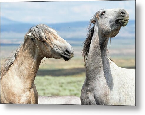 Wild Stallions Metal Print featuring the photograph Offended by Jim Garrison