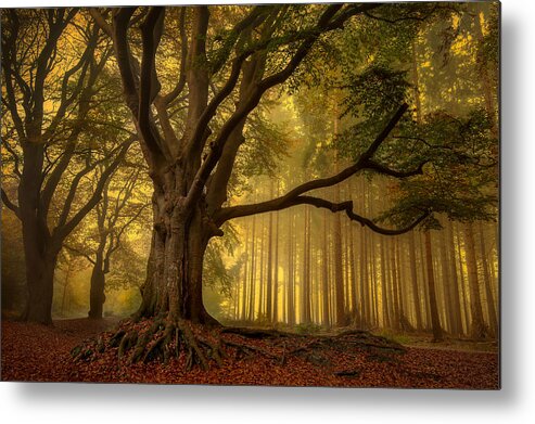 Trees Metal Print featuring the photograph Old Tree...... by Piet Haaksma
