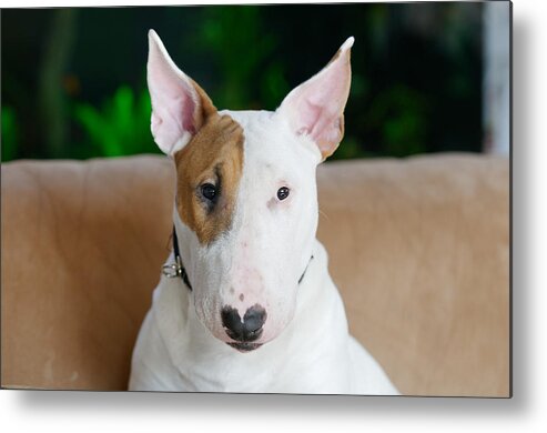  Bull Terrier Metal Print featuring the photograph Ollie the Bull Terrier by Diane Giurco