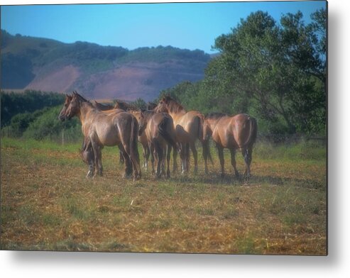 Horse Metal Print featuring the photograph On the horizon by Patricia Dennis