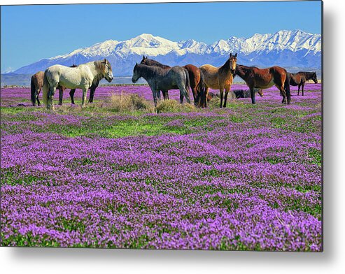 Onaqui Wild Horses Metal Print featuring the photograph Onaqui Spring by Greg Norrell