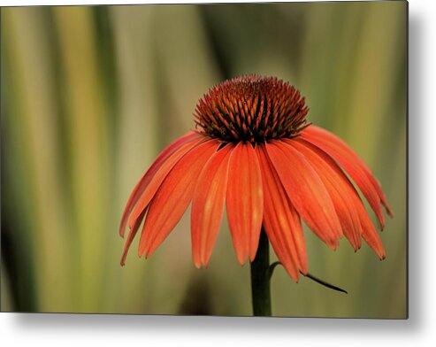 Flower Metal Print featuring the photograph Orange Cone Flower by Don Johnson