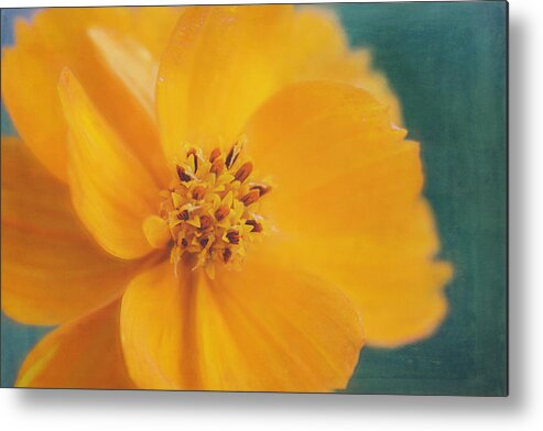 Cosmos Metal Print featuring the photograph Orange Cosmos by Cindi Ressler