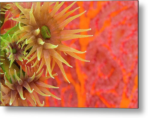 Underwater Metal Print featuring the photograph Orange Cup Coral Tubastraea Sp by Rene Frederick