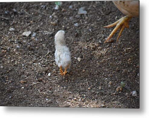 Baby Chick Metal Print featuring the digital art Orange Feet by Cassidy Marshall