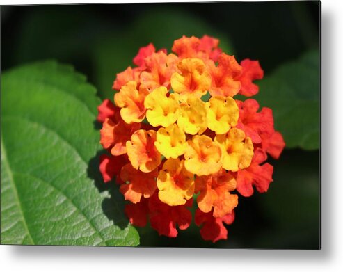 Flower Metal Print featuring the photograph Orange Lantana by Christopher Lotito