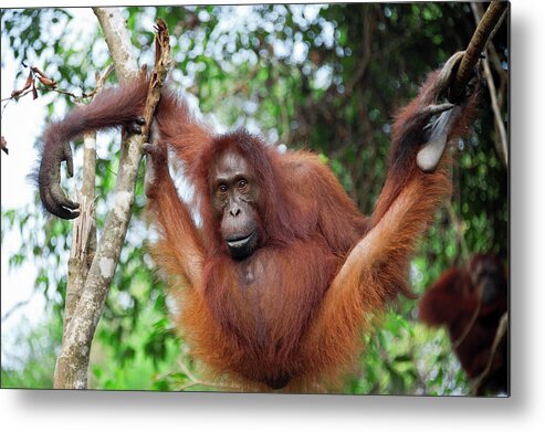 Suzi Eszterhas Metal Print featuring the photograph Orangutan Hanging In Tree by Suzi Eszterhas