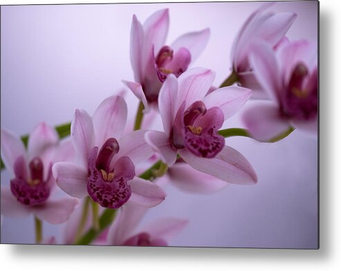 Tropical Metal Print featuring the photograph Orchid Love by Roberta Kayne