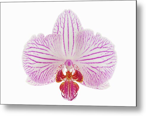 White Background Metal Print featuring the photograph Orchid Phalaenopsis Spec. Close Up With by Martin Ruegner