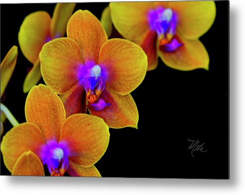 Orchid Metal Print featuring the photograph Orchid Study Ten by Meta Gatschenberger