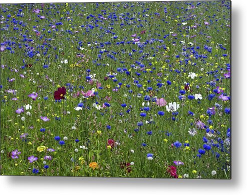 Mix Metal Print featuring the photograph Ornamental Flower Meadow With Blue Cornflowers by Unknown