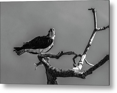 Raptor Metal Print featuring the photograph Osprey With Lunch by Cathy Kovarik