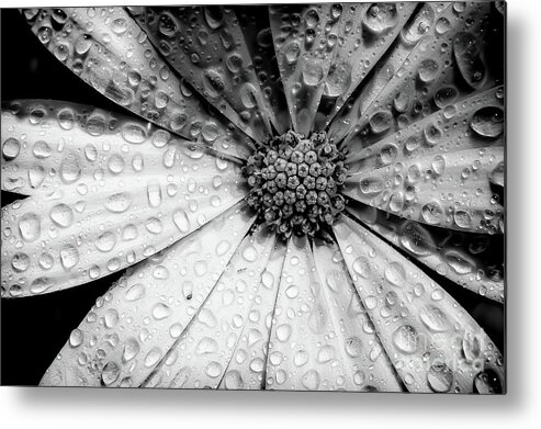 Garden Metal Print featuring the photograph Osteospermum petals black and white with water by Simon Bratt