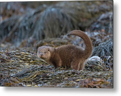 Otter Metal Print featuring the photograph Otter Cub Tail Up by Pete Walkden