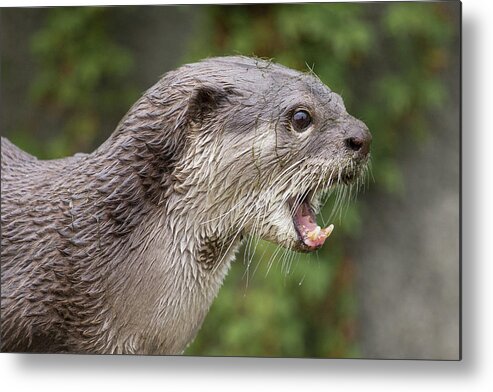 Otter Metal Print featuring the photograph Otter by Nigel R Bell