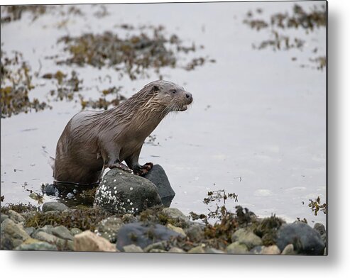 Otter Metal Print featuring the photograph Otter On Rocks by Pete Walkden