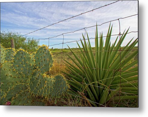 Cactus Metal Print featuring the photograph Outside Brownsville by Robert Och