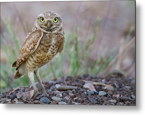 Animal Themes Metal Print featuring the photograph Owl In Portrait by Mallardg500