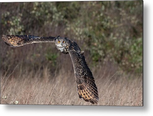 Owl Metal Print featuring the photograph Owl Turning by Mark Hunter