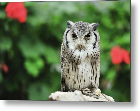 Animal Themes Metal Print featuring the photograph Owl With Blurred Background by Copyrights(c) All Rights Reserved By Haruhisa Yamaguchi