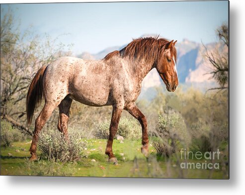 Horse Metal Print featuring the photograph Owning It by Lisa Manifold
