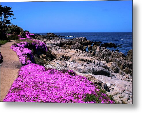  Metal Print featuring the photograph Pacific Grove by Dr Janine Williams