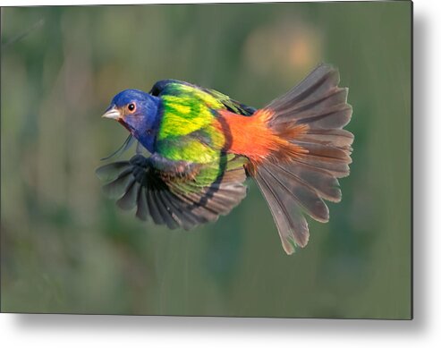 Nature Metal Print featuring the photograph Painted Bunting In Flight by Sheila Xu