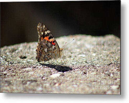 Painted Lady Butterfly Metal Print featuring the photograph Painted Lady Butterfly Dark and Light by Karen Adams