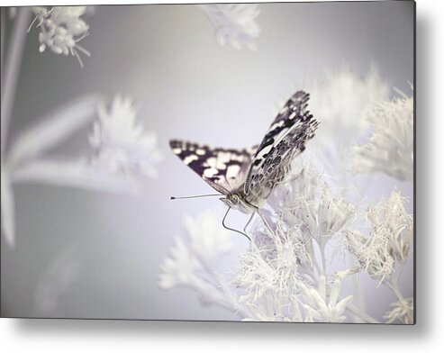 Paintedlady Painted Lady Ir Infrared Insect Ouside Outdoors Nature 720nm Butterfly Butterflies Brian Hale Brianhalephoto Close-up Close Up Closeup Metal Print featuring the photograph Painted Lady- infrared by Brian Hale