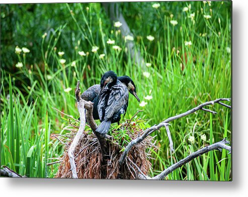 Cormorant Metal Print featuring the photograph Pair of Double Crested Cormorants by Anthony Jones