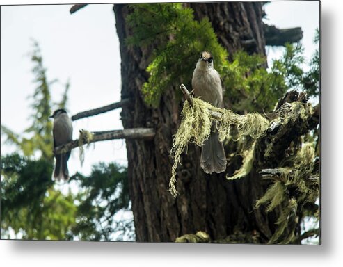 Mt Rainier National Park Metal Print featuring the photograph Pair of Gray Jays by Doug Scrima