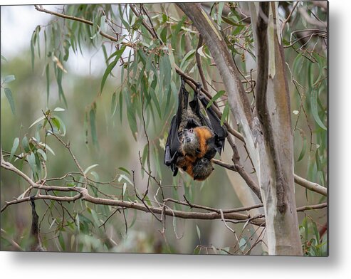 Animal Metal Print featuring the photograph Pair Of Grey-headed Flying-fox Bats Mating, Yarra Bend by Doug Gimesy / Naturepl.com